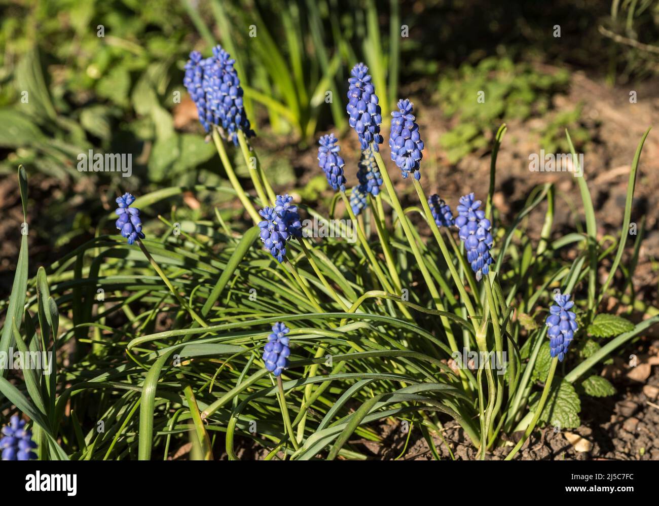 Jacinthes de raisin - Muscari. Plantes bulbeuses vivaces indigènes à l'Eurasie qui produisent des épis de fleurs bleues en forme d'urne ressemblant à des grappes de raisins. Banque D'Images