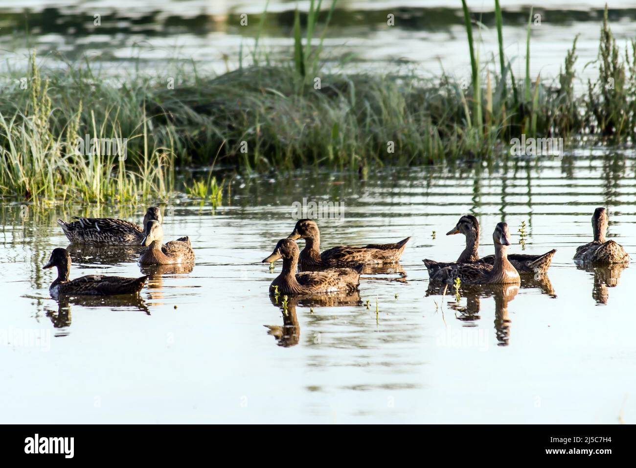 Un petit troupeau de canards sauvages naissent dans l'eau de l'étang de la réserve naturelle. Banque D'Images