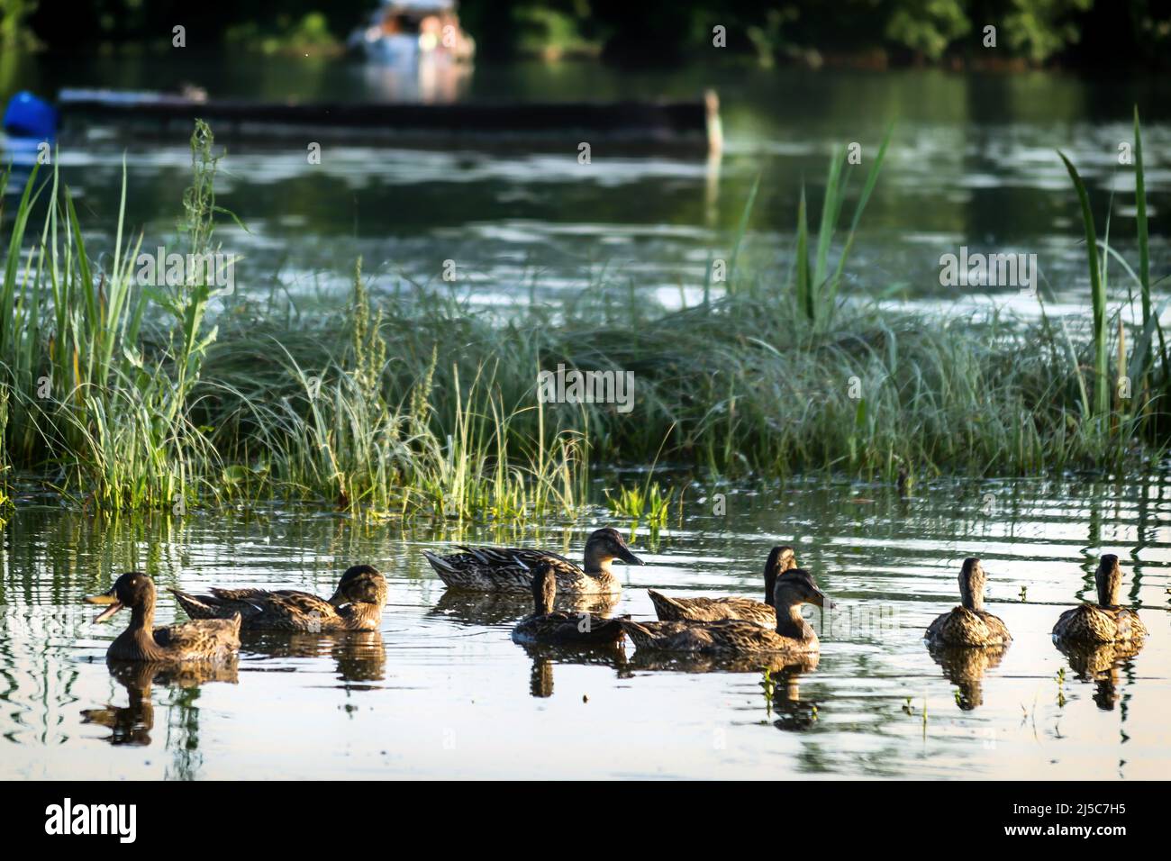 Un petit troupeau de canards sauvages naissent dans l'eau de l'étang de la réserve naturelle. Banque D'Images