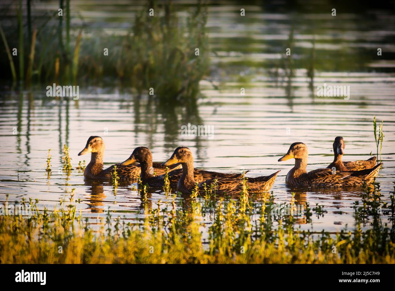 Un petit troupeau de canards sauvages naissent dans l'eau de l'étang de la réserve naturelle. Banque D'Images