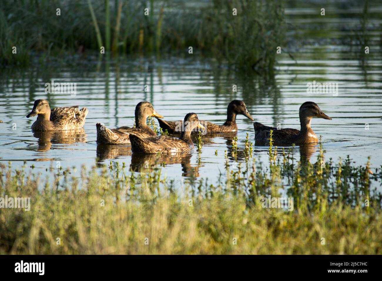 Un petit troupeau de canards sauvages naissent dans l'eau de l'étang de la réserve naturelle. Banque D'Images