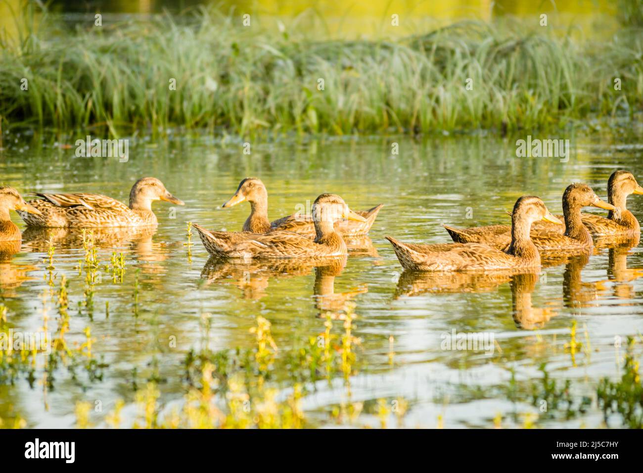 Un petit troupeau de canards sauvages naissent dans l'eau de l'étang de la réserve naturelle. Banque D'Images
