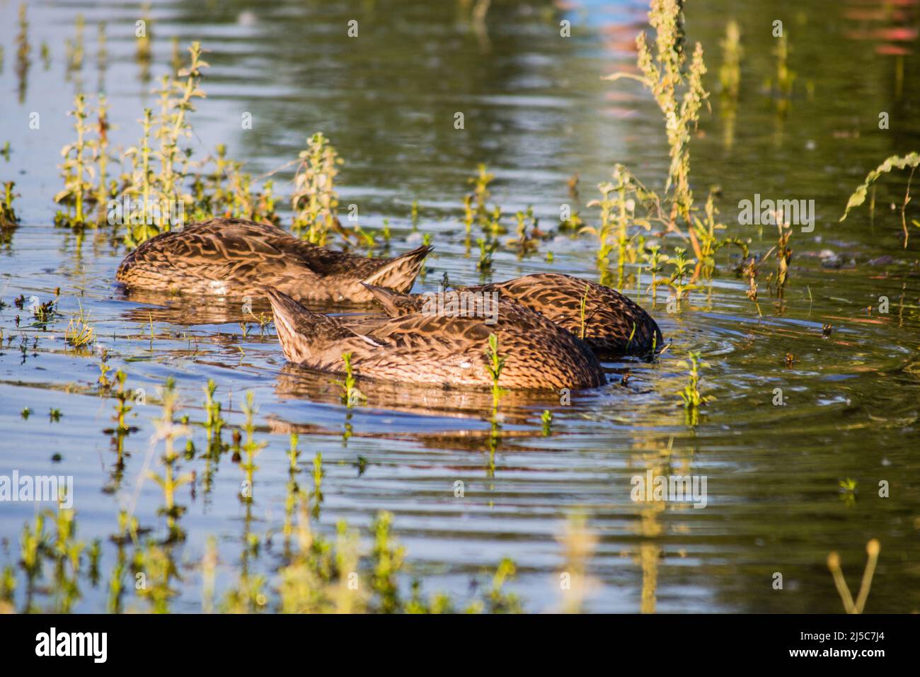 Un petit troupeau de canards sauvages naissent dans l'eau de l'étang de la réserve naturelle. Banque D'Images