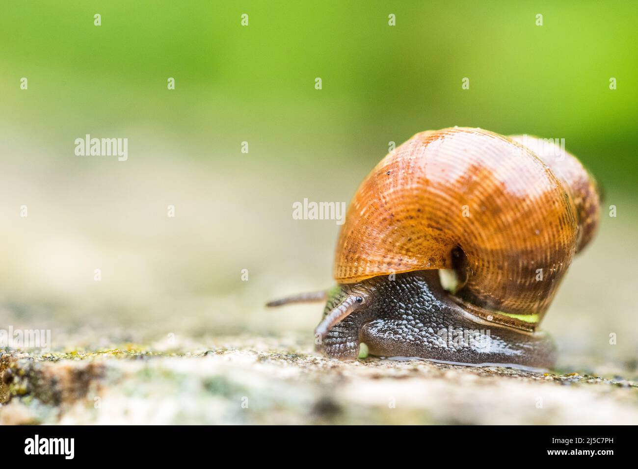 Pomatias elegans, nom commun l'escargot à bec rond, est une espèce de petit escargot terrestre avec un opercule, un mollusque de gastropodes terrestre. Banque D'Images