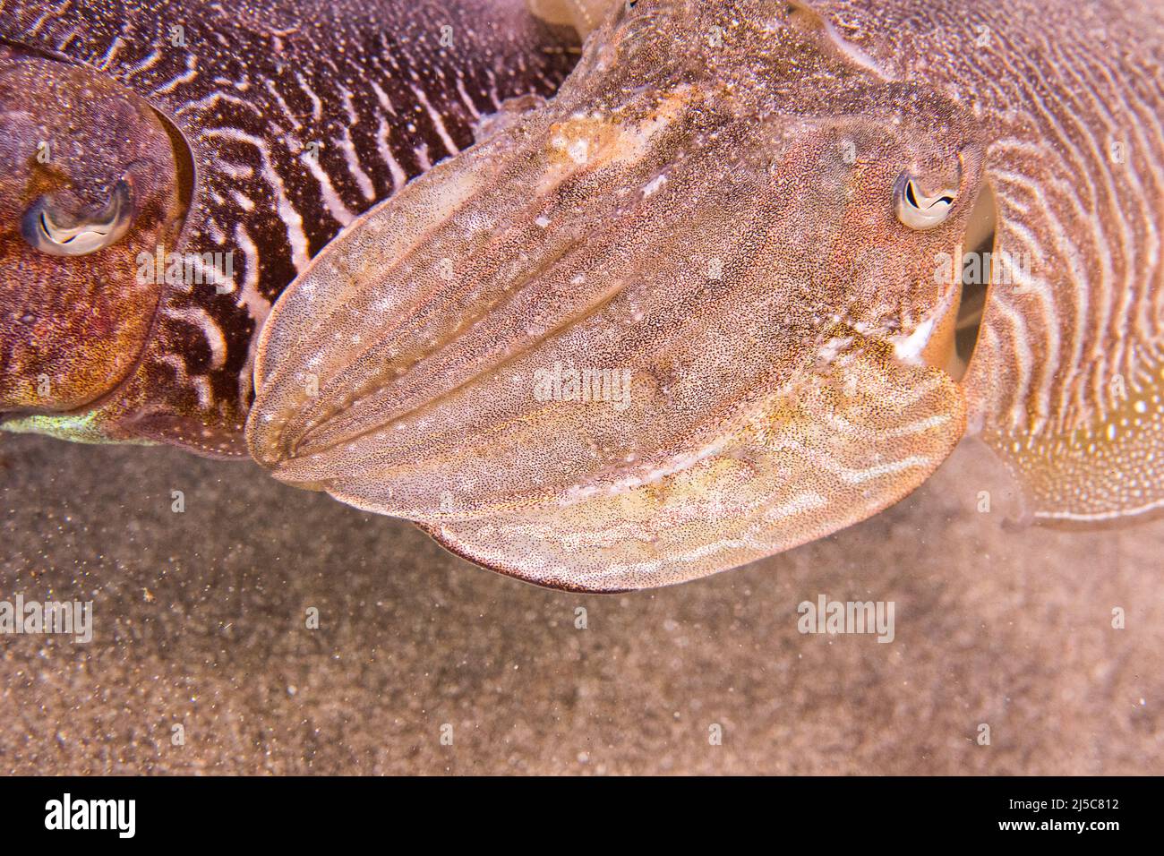 La seiche commune ou la seiche commune européenne (Sepia officinalis) est l'une des espèces de seiche les plus grandes et les plus connues, mâles et femelles. Banque D'Images