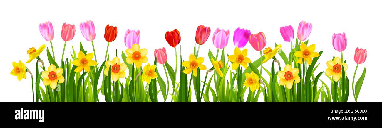fleurs de tulipes et de narcisse bannière Illustration de Vecteur