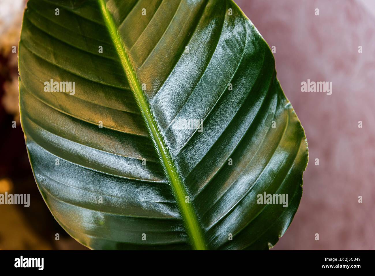 La feuille brillante de la plante White Bird of Paradise Strlitzia nicolai. Banque D'Images