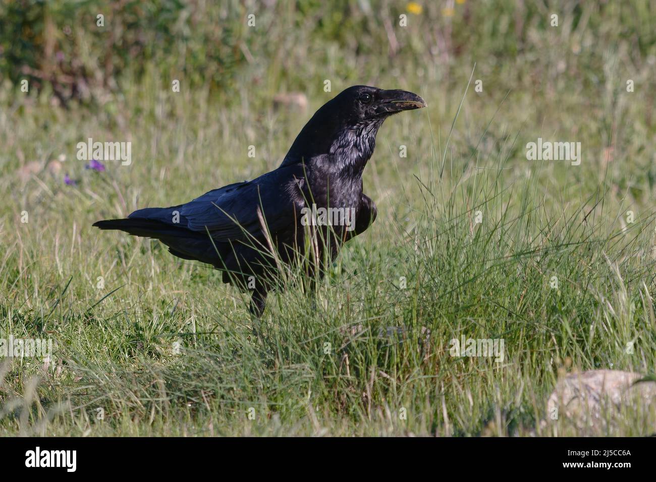 Corbeau du Nord (Corvus corax) Banque D'Images