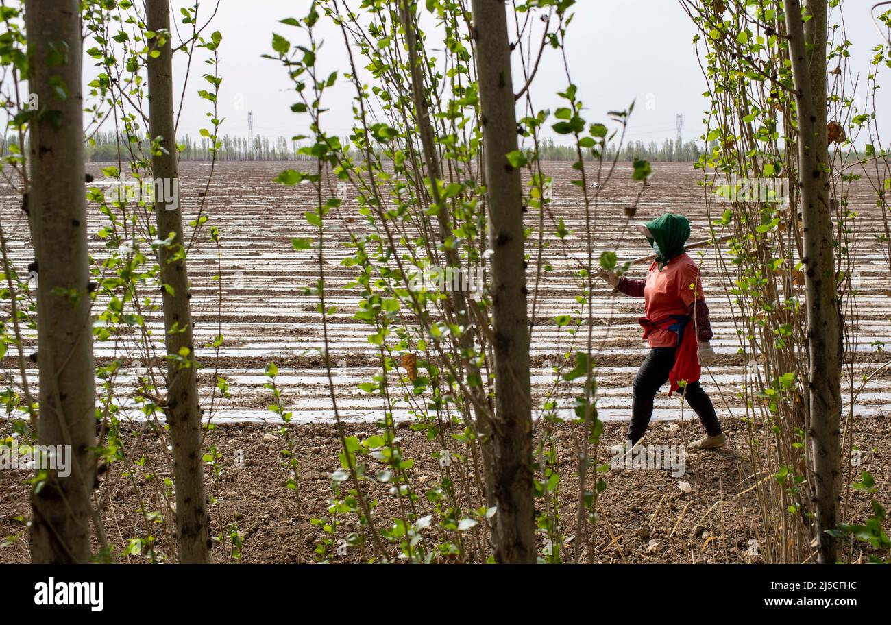(220422) -- SHAWAN, le 22 avril 2022 (Xinhua) -- l'épouse de MehILI Mehmet, Hernicam KURBAN, vérifie le paillis de plastique dans leur champ de coton à Shawan, dans la région autonome de Xinjiang, dans le nord-ouest de la Chine, le 19 avril 2022. Le SG Mehmet, 50 ans, vit à Shawan, une importante région productrice de coton dans le Xinjiang. Au cours de la saison des semis au printemps, les travaux agricoles ont été effectués principalement par des équipes de plantation mécanisées embauchées. Mais le SG Mehmet passe encore son temps libre dans les 700 mu (environ 46,7 hectares) de champ de coton qu'il a contracté avec son partenaire d'affaires Duan Zhizhong, apprenant de nouvelles techniques de plantation de la part d'autres. À côté Banque D'Images
