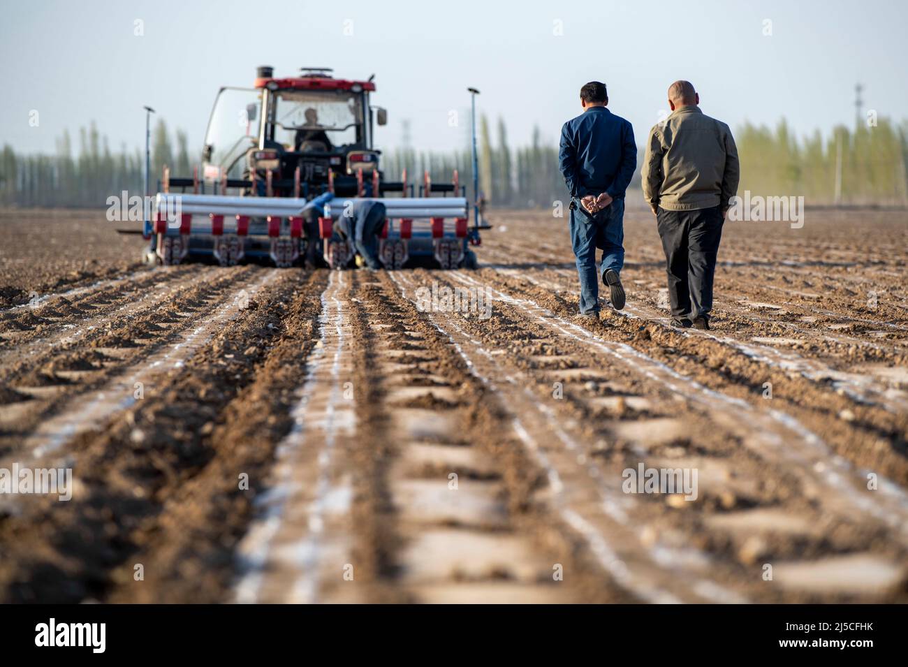 (220422) -- SHAWAN, le 22 avril 2022 (Xinhua) -- Mehili met (2nd, R) discute des plans d'ensemencement avec Duan Zhizhong comme travailleurs utilisent un semoir dans son champ de coton à Shawan, dans la région autonome de Xinjiang Uygur, dans le nord-ouest de la Chine, le 16 avril 2022. Le SG Mehmet, 50 ans, vit à Shawan, une importante région productrice de coton dans le Xinjiang. Au cours de la saison des semis au printemps, les travaux agricoles ont été effectués principalement par des équipes de plantation mécanisées embauchées. Mais le SG Mehmet passe encore son temps libre dans les 700 mu (environ 46,7 hectares) de champ de coton qu'il a contracté avec son partenaire d'affaires Duan Zhizhong, apprenant de nouvelles techniques de plantation Banque D'Images