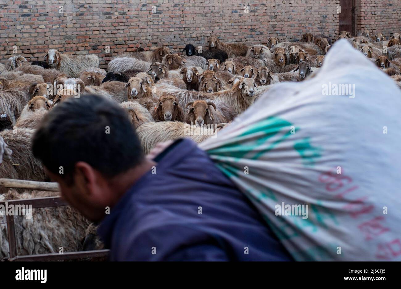 (220422) -- SHAWAN, le 22 avril 2022 (Xinhua) -- MehILI met travaille à sa bergerie à Shawan, dans la région autonome de Xinjiang, dans le nord-ouest de la Chine, le 17 avril 2022. Le SG Mehmet, 50 ans, vit à Shawan, une importante région productrice de coton dans le Xinjiang. Au cours de la saison des semis au printemps, les travaux agricoles ont été effectués principalement par des équipes de plantation mécanisées embauchées. Mais le SG Mehmet passe encore son temps libre dans les 700 mu (environ 46,7 hectares) de champ de coton qu'il a contracté avec son partenaire d'affaires Duan Zhizhong, apprenant de nouvelles techniques de plantation de la part d'autres. En plus de travailler dans les champs de coton, il prend également soin Banque D'Images