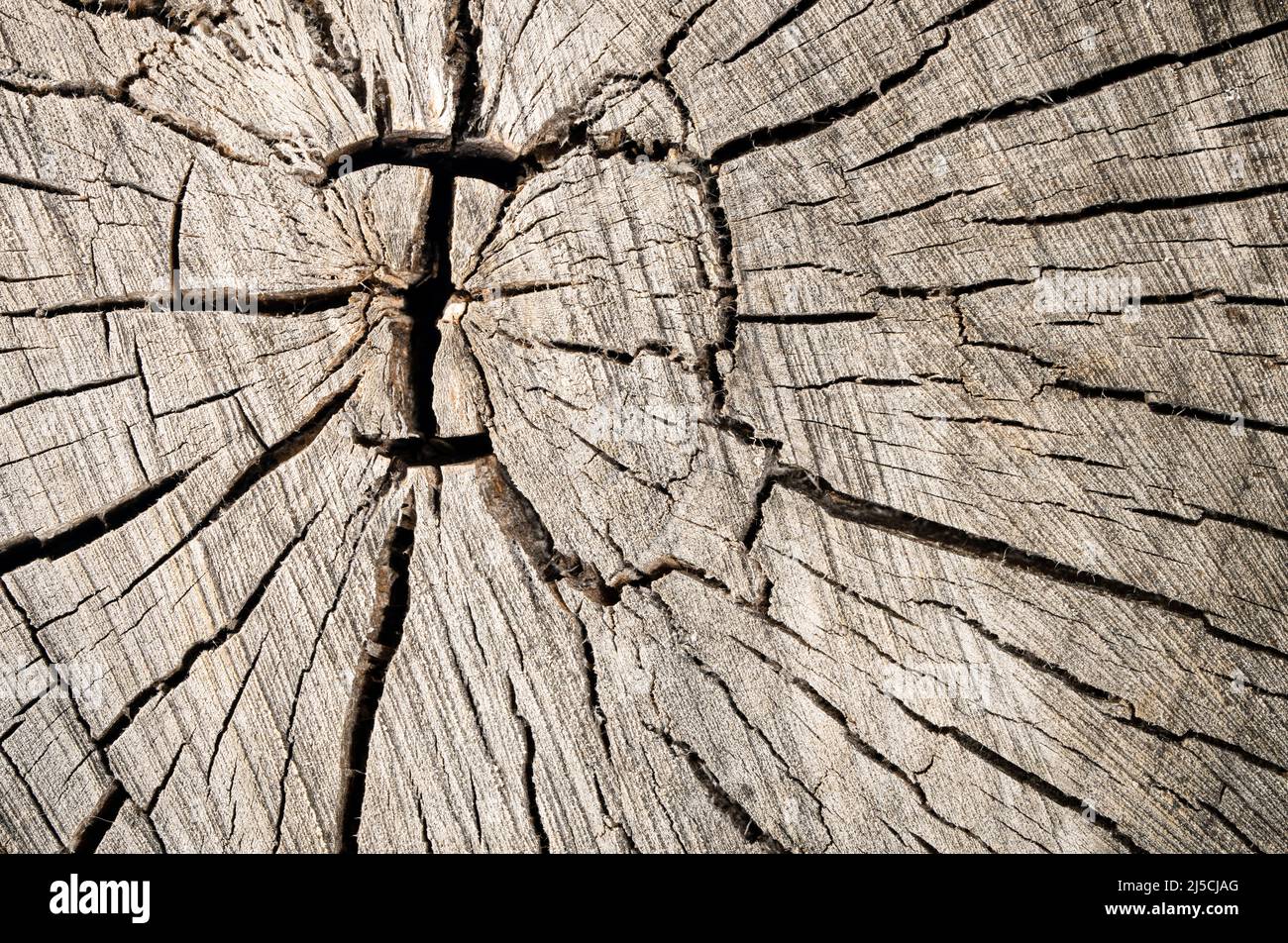 Arbre abstrait texture bosse, vieux bois de fissure Banque D'Images