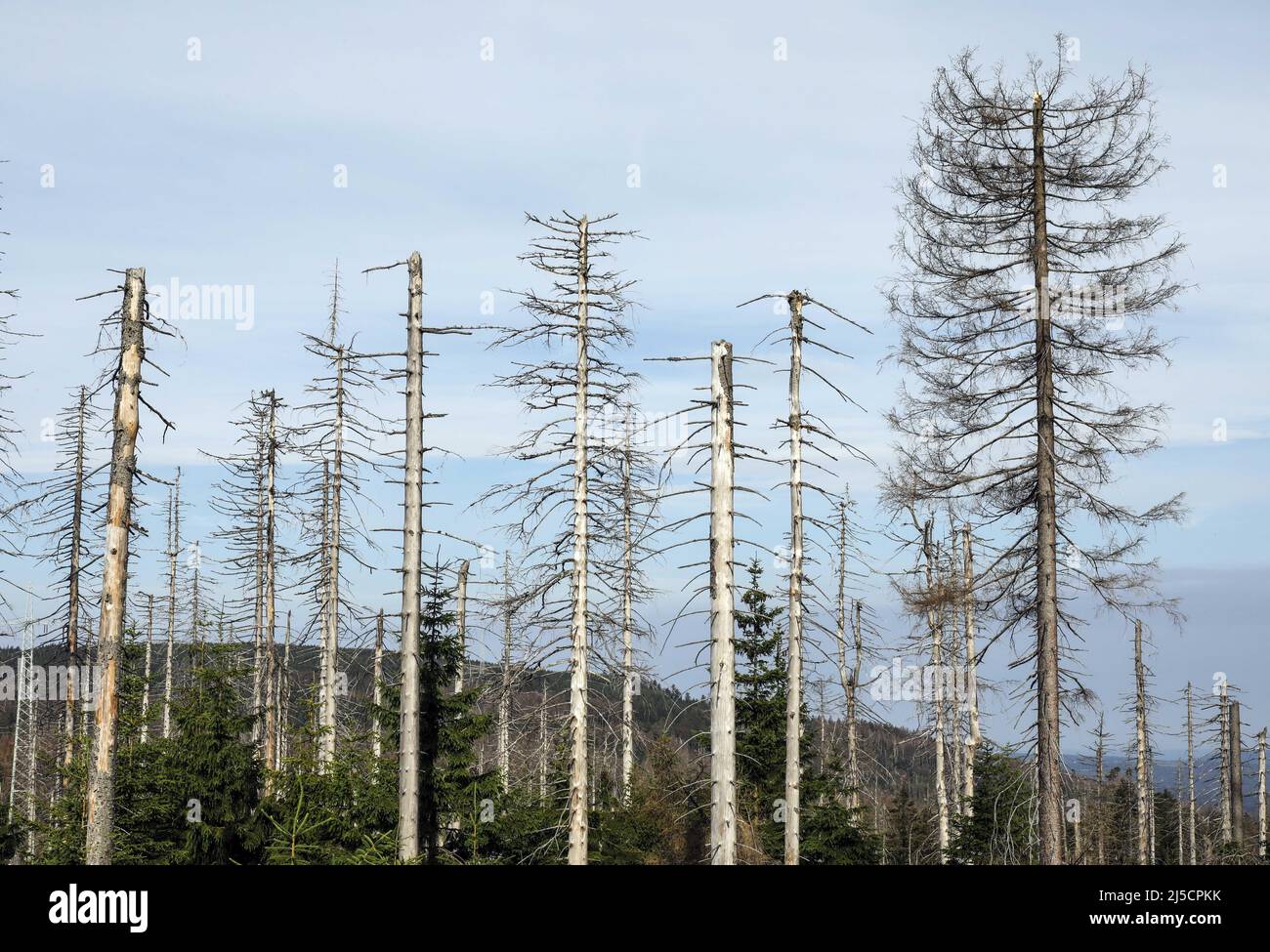 Oderbrueck, DEU, 19.07.2020 - Spruces mortes, en raison de l'infestation par les coléoptères de l'écorce. Les silhouettes grises des spruces morts se succissent dans le ciel ou se reposent très bien l'une sur l'autre. Mais même si de nombreux arbres morts peuvent être vus, cette forêt est aussi vivante et dynamique que rarement auparavant. Dans le parc national du Harz, les dendroctones ne sont pas combattus. Ils aident à transformer des forêts autrefois gérées en forêts naturelles sauvages avec une variété de structures. [traduction automatique] Banque D'Images