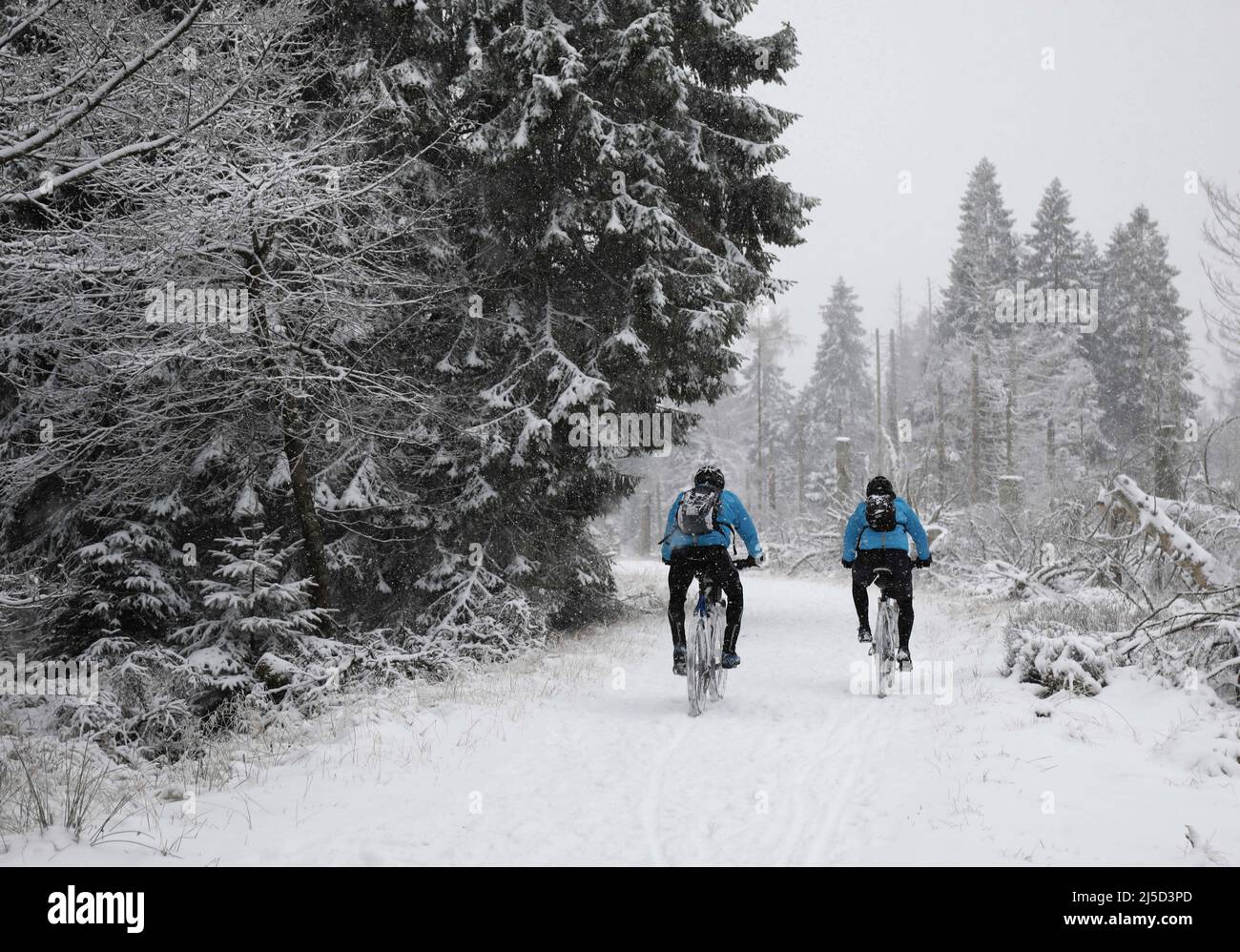 Oderbrueck, 27.11.2021 - les motards traversent une forêt de sapins enneigée dans les montagnes du Harz supérieur. [traduction automatique] Banque D'Images