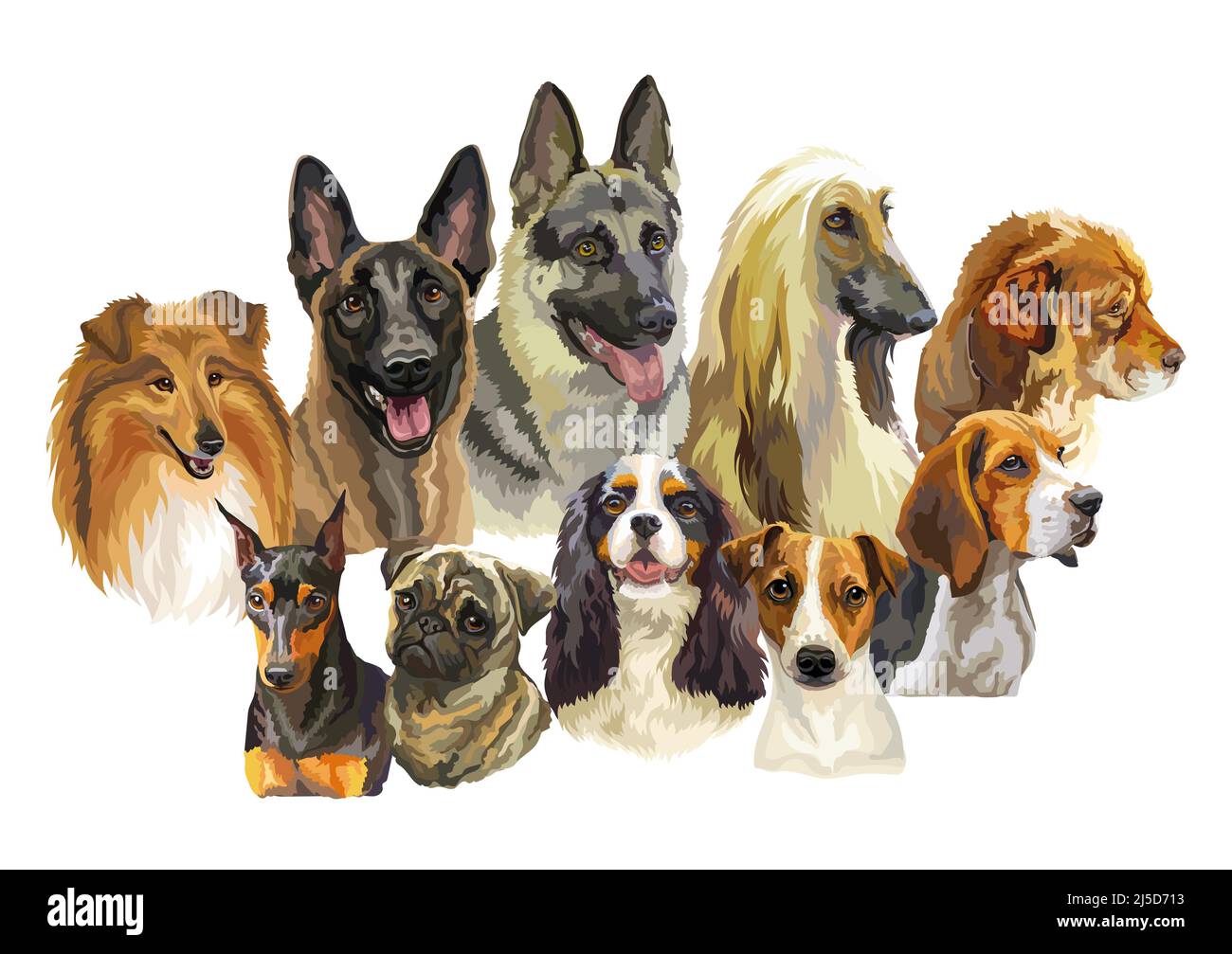 Ensemble de portraits vectoriels réalistes et colorés de différentes races de chiens. Illustration vectorielle isolée. Bannière horizontale sur fond blanc. Pour l'impression, d Illustration de Vecteur
