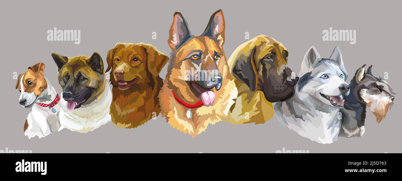 Ensemble de portraits vectoriels réalistes et colorés de différentes races de chiens. Illustration vectorielle isolée. Bannière horizontale sur fond gris. Pour l'impression, de Illustration de Vecteur