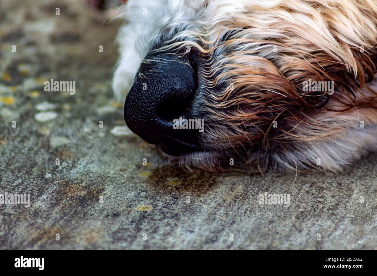 Le nez d'un coolé doré Banque D'Images