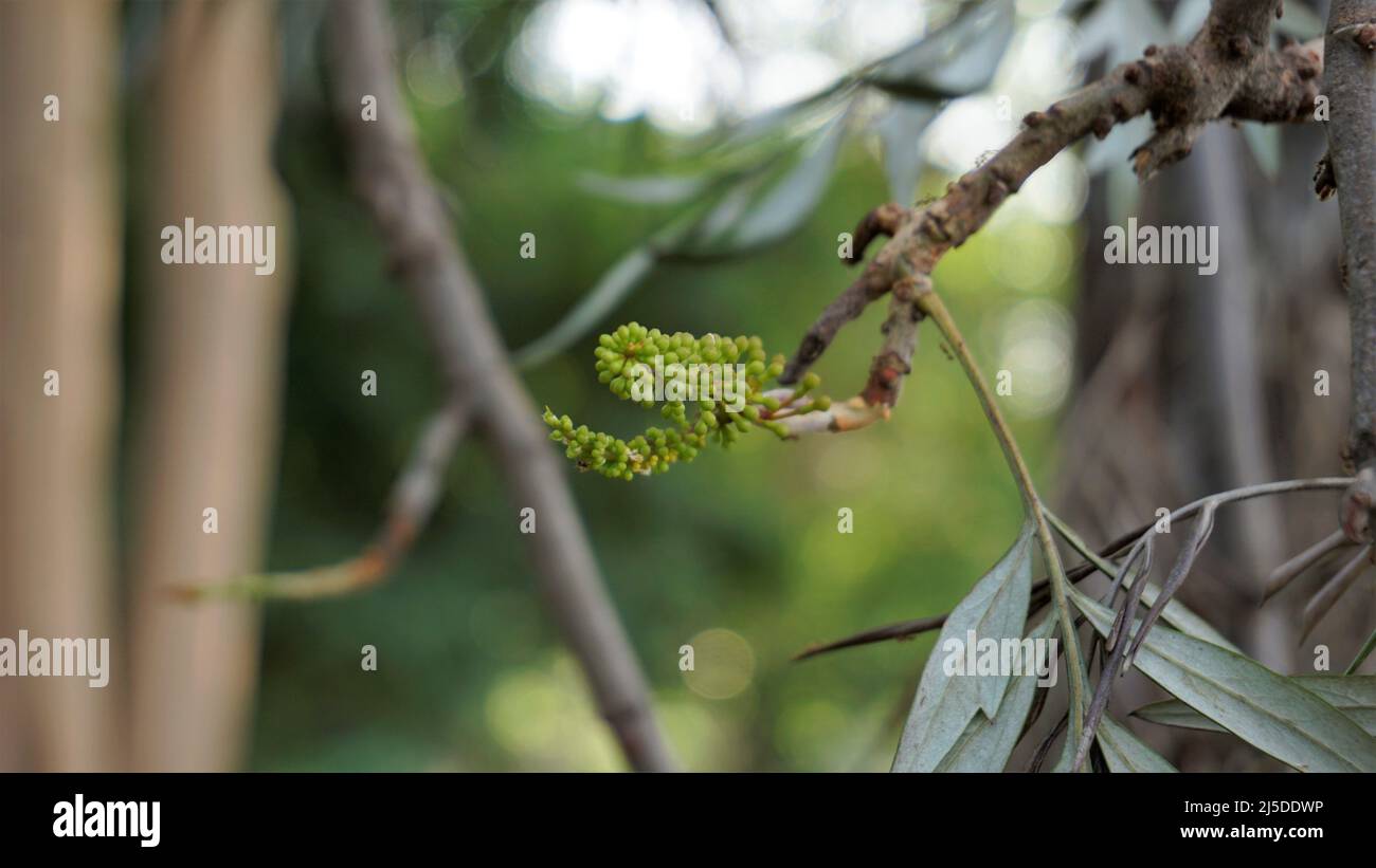 Fleurs de Grevillea robusta également connu sous le nom de chêne soyeux australien. Repéré dans le lac BTM ou le lac madiwala Bengaluru Banque D'Images