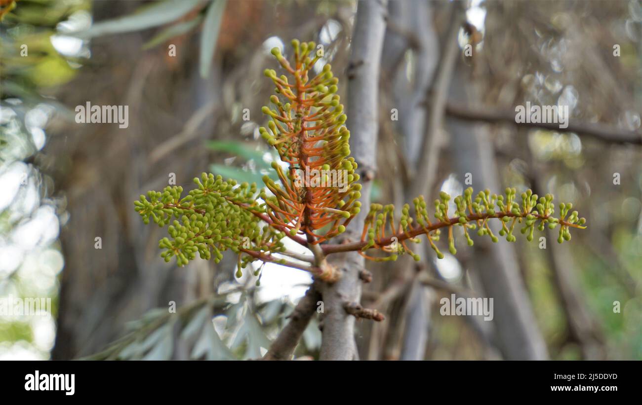 Fleurs de Grevillea robusta également connu sous le nom de chêne soyeux australien. Repéré dans le lac BTM ou le lac madiwala Bengaluru Banque D'Images