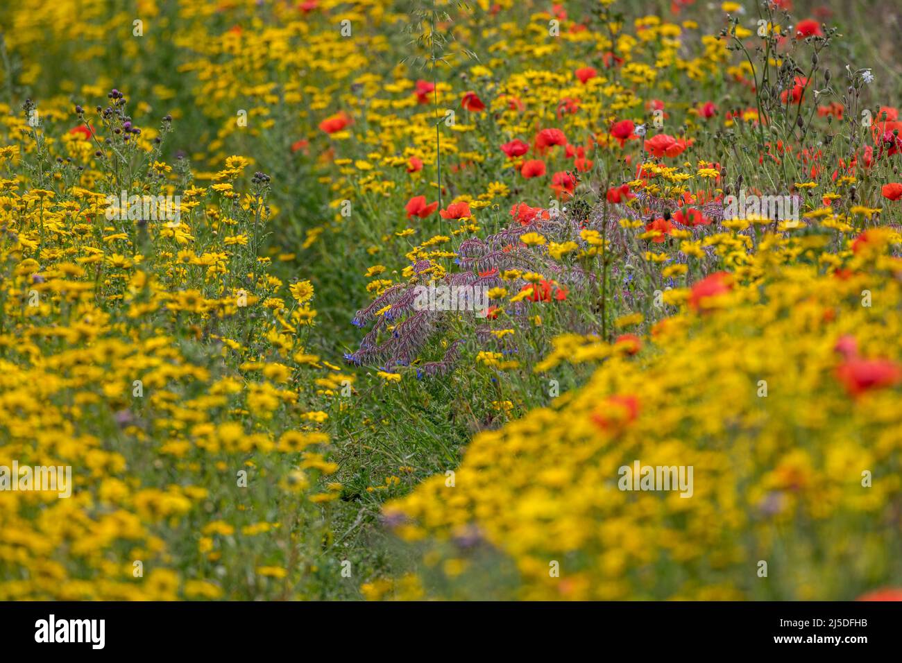 Bourrache chez les maligolds et les coquelicots de maïs; à West Pentire; Cornwall; Royaume-Uni Banque D'Images
