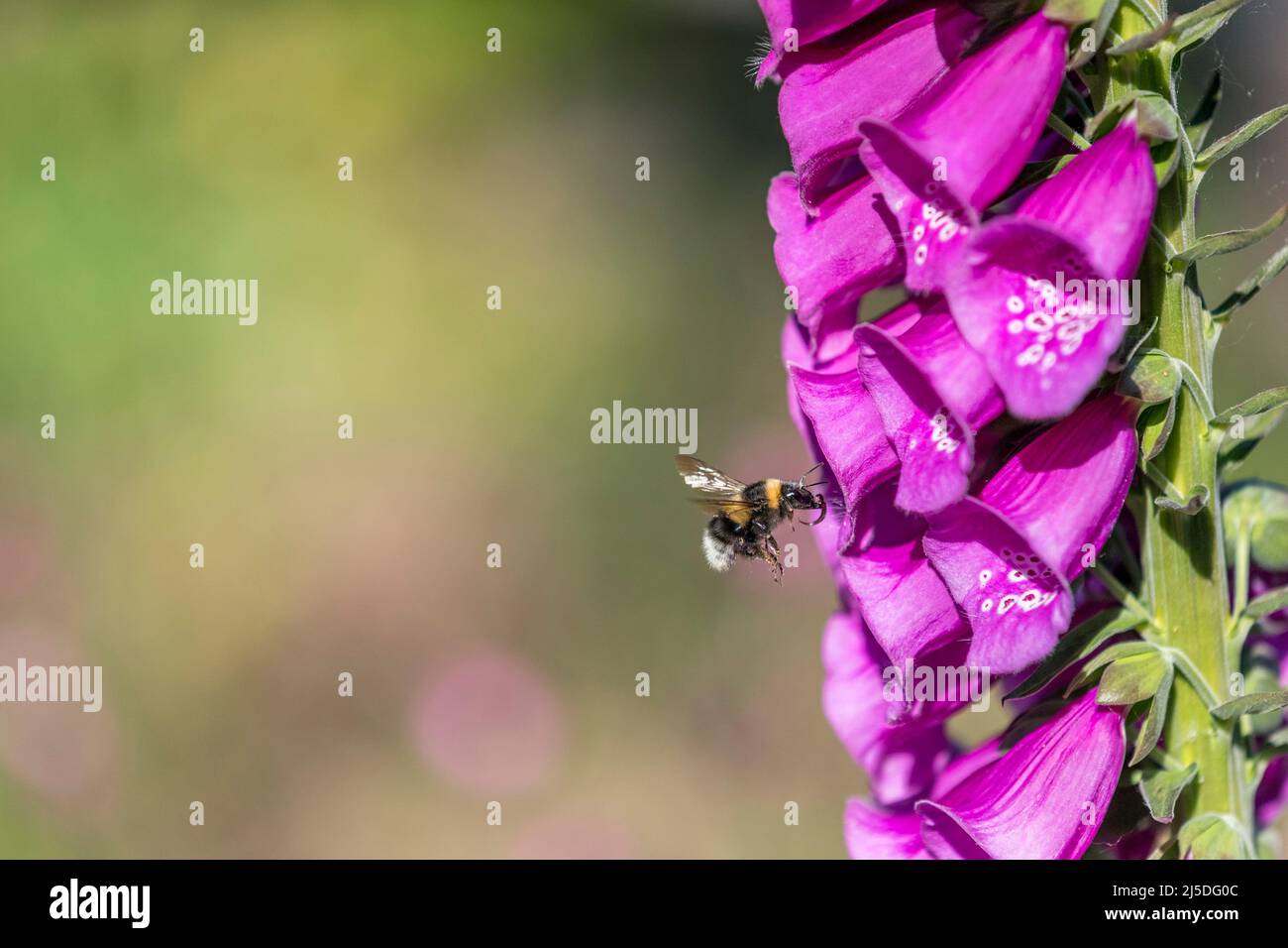 Garden Bumblebee; Bombus hortorum; à Foxglove; montrant la langue; Royaume-Uni Banque D'Images