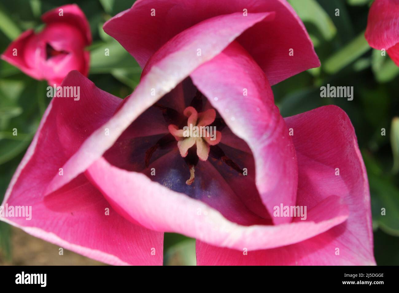 magnifiques tulipes en pleine fleur de printemps Banque D'Images