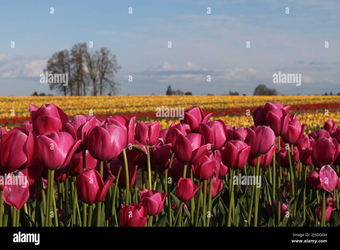 magnifiques tulipes en pleine fleur de printemps Banque D'Images