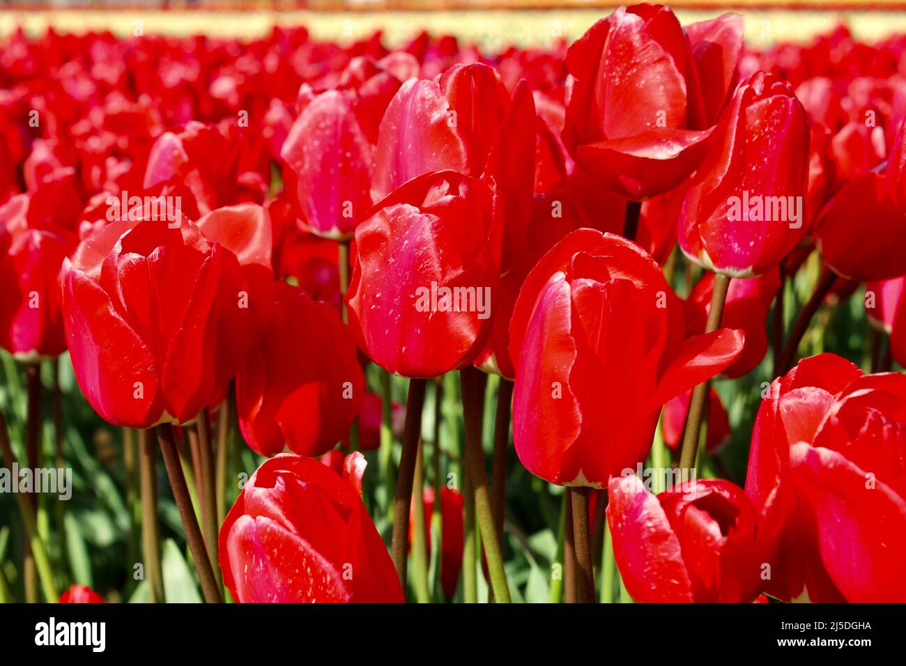 magnifiques tulipes en pleine fleur de printemps Banque D'Images