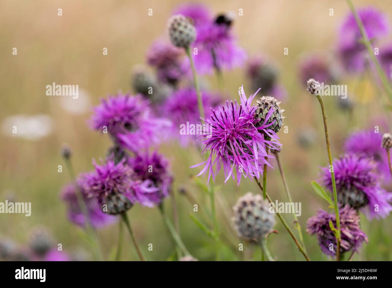 Knaphed ; Centaurea nigra ; Floraison ; Royaume-Uni Banque D'Images
