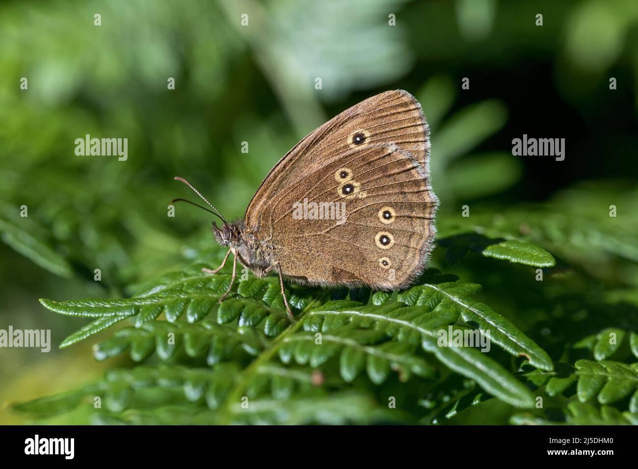 Ringlet Butterfly ; Aphantopus hyperantus ; Royaume-Uni Banque D'Images