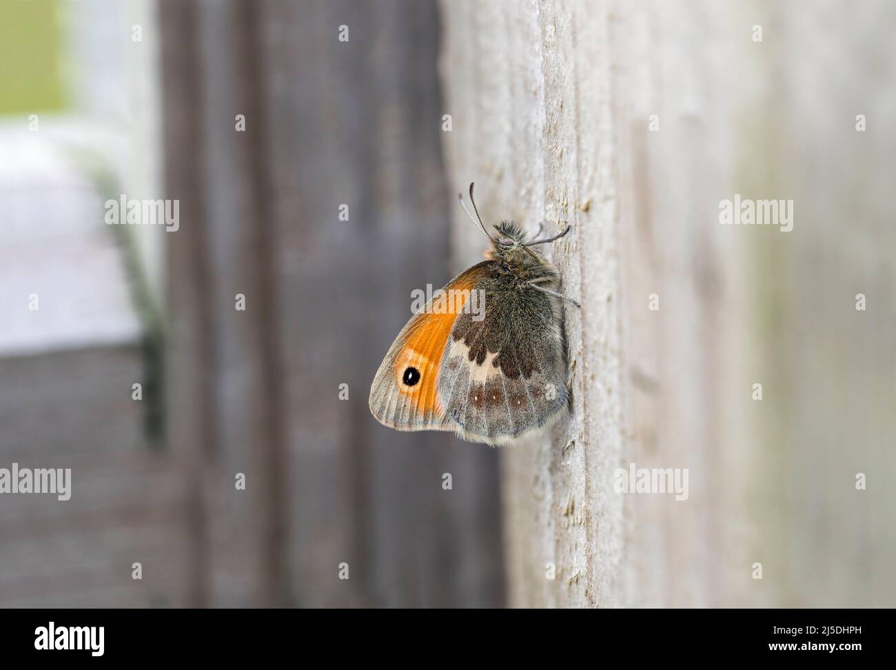 Papillon Small Heath ; Coenonympha pamphilus ; UK Banque D'Images