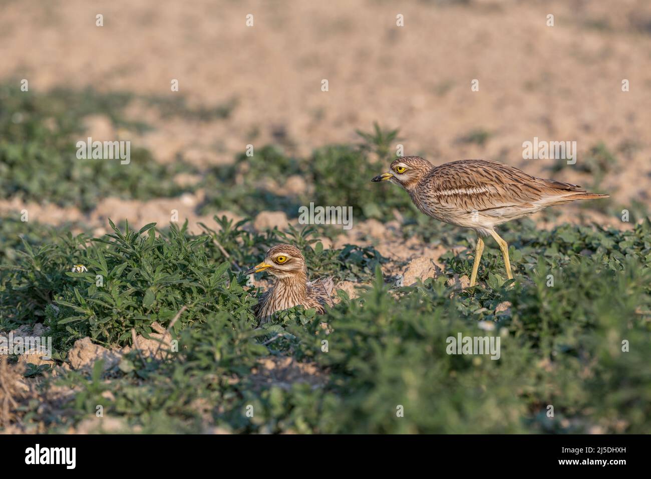 Pierre Curlew; Burhinus oedicnemus; deux; Royaume-Uni Banque D'Images