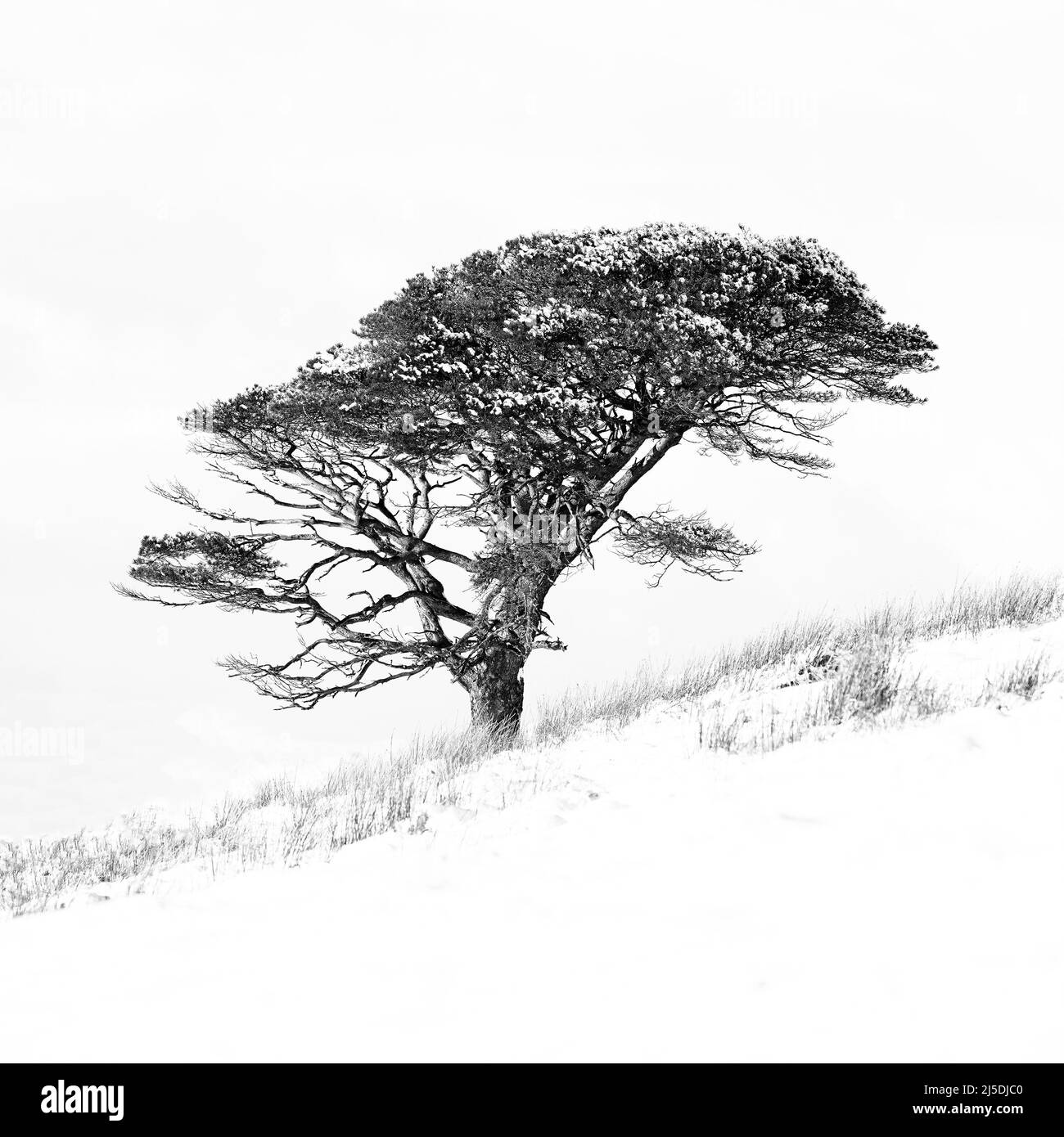 Arbres d’hiver Banque D'Images