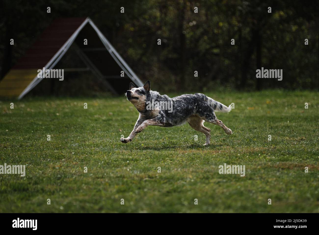 Blue Australian heeler court rapidement sur le terrain dans le parc et s'amuse dehors. Race active et énergique de chiens de taille moyenne en mouvement. Banque D'Images