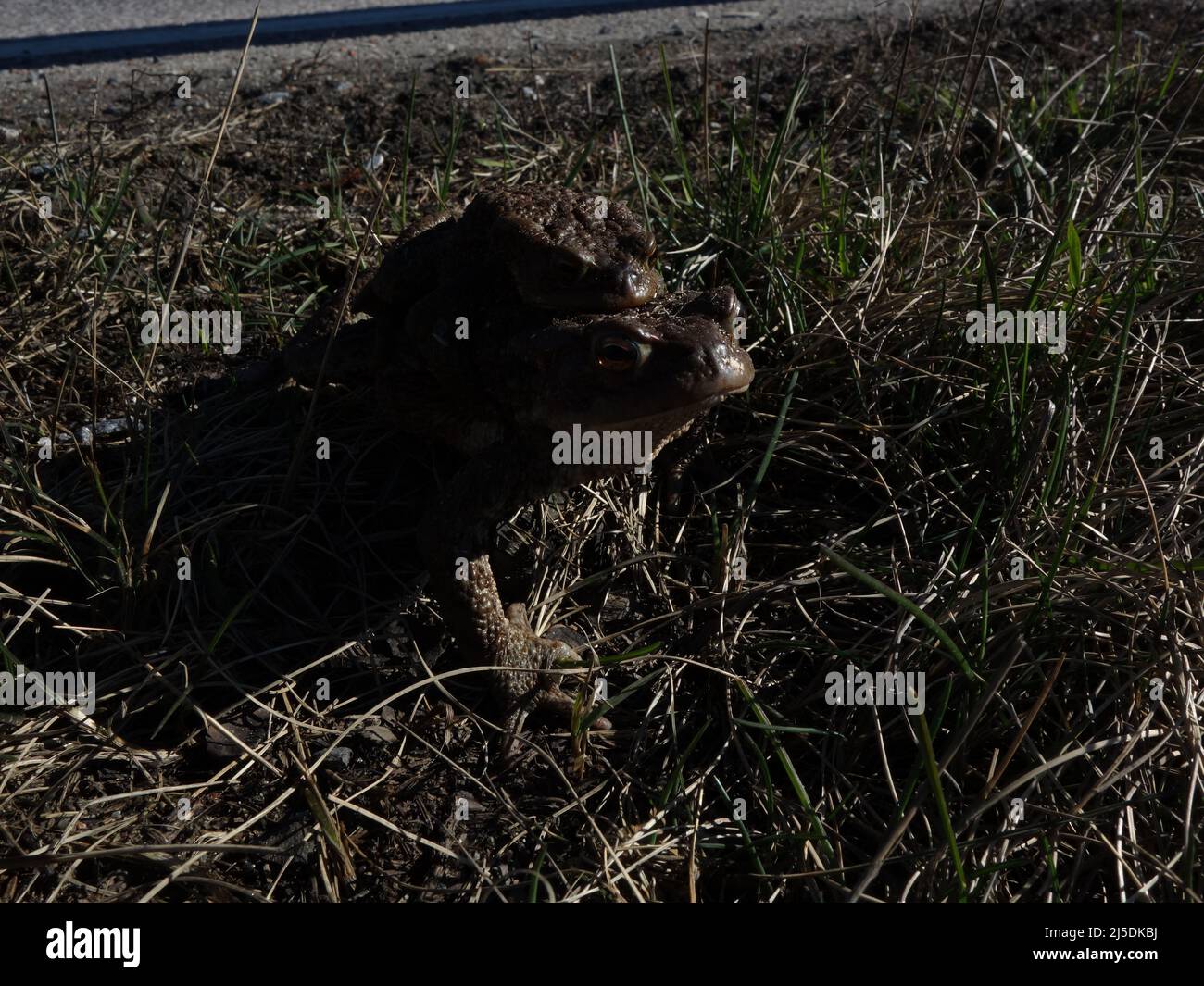 Un crapaud mâle repart sur un crapaud femelle, un petit repos au bord de la route, après avoir survécu au dangereux croisement de la route. Banque D'Images