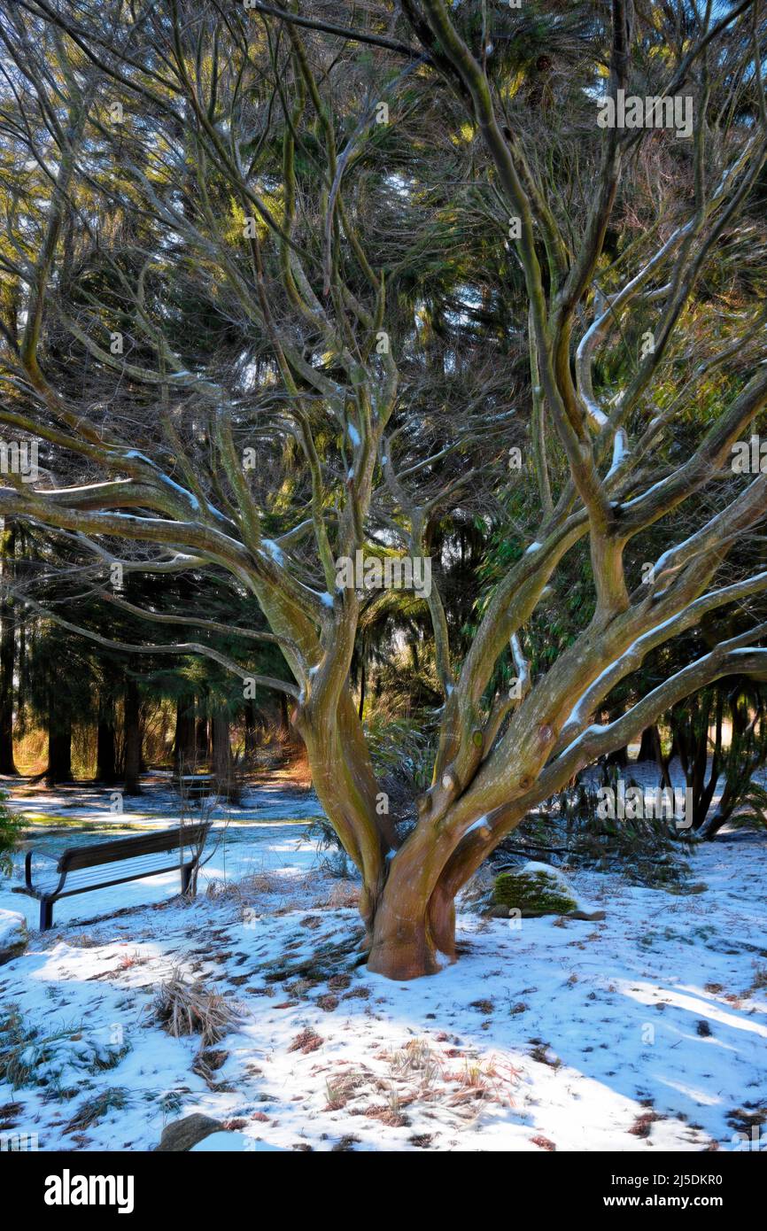Époussetage frais de tapis de neige fond de forêt sous l'arbre gracieux avec des branches qui semblent tourbillonner autour de la base. Le banc de parc est à proximité. Banque D'Images