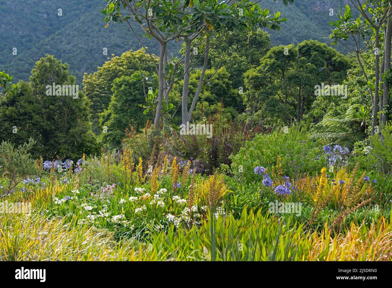 Arbres et fleurs dans le jardin botanique national de Kirstenbosch au pied de la montagne de la Table au Cap / Kaapstad, Cap occidental, Afrique du Sud Banque D'Images