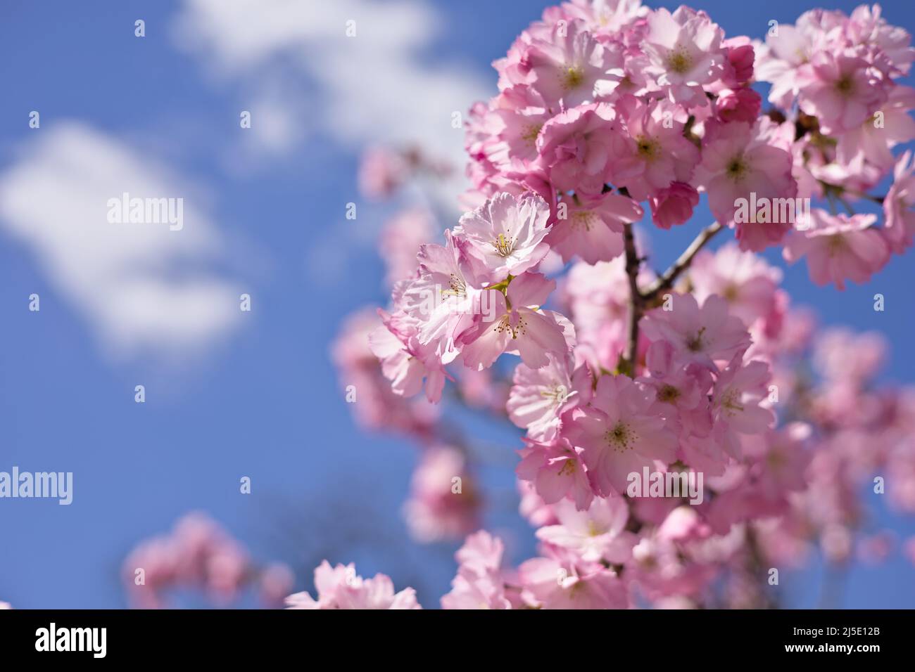 Belle fleur de cerisier rose sur l'arbre sous ciel bleu, fleurs Sakura au printemps Banque D'Images