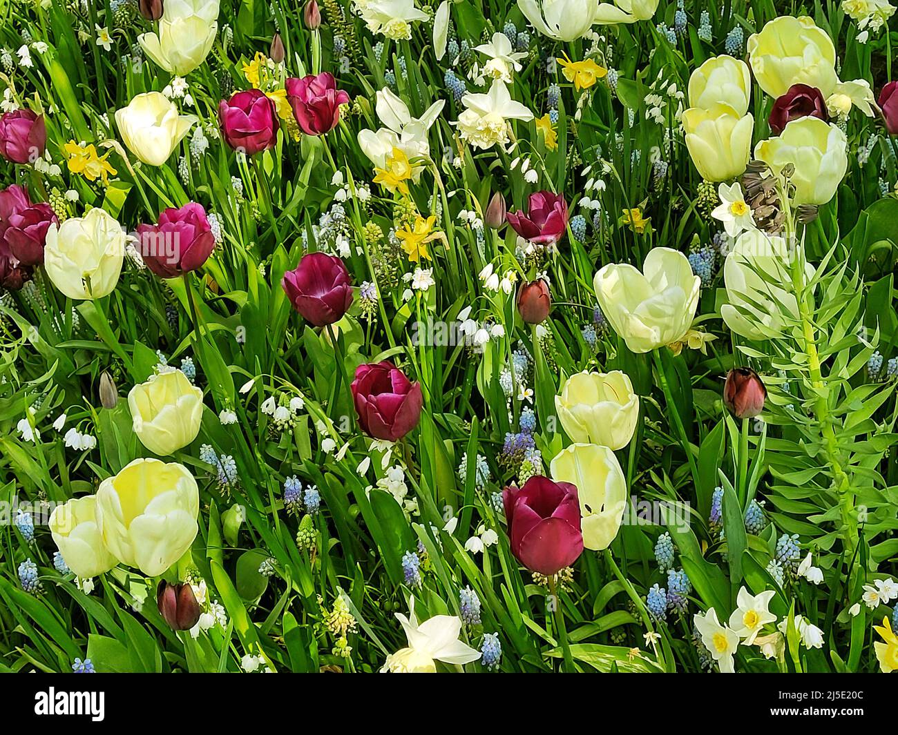 Magnifiques tulipes dans le jardin. Banque D'Images