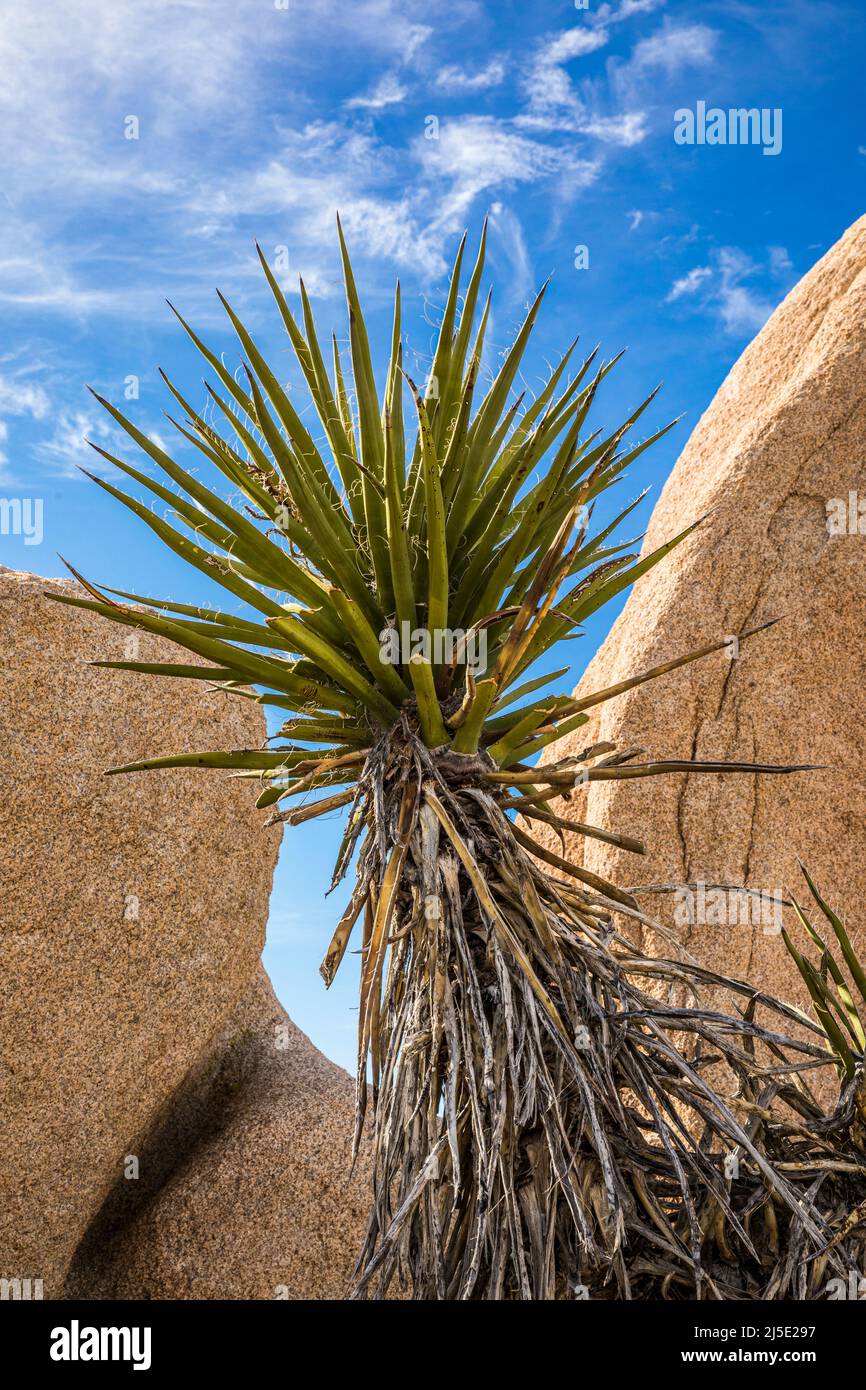 Mojave Yucca, rochers et ciel dans le parc national de Joshua Tree. Banque D'Images