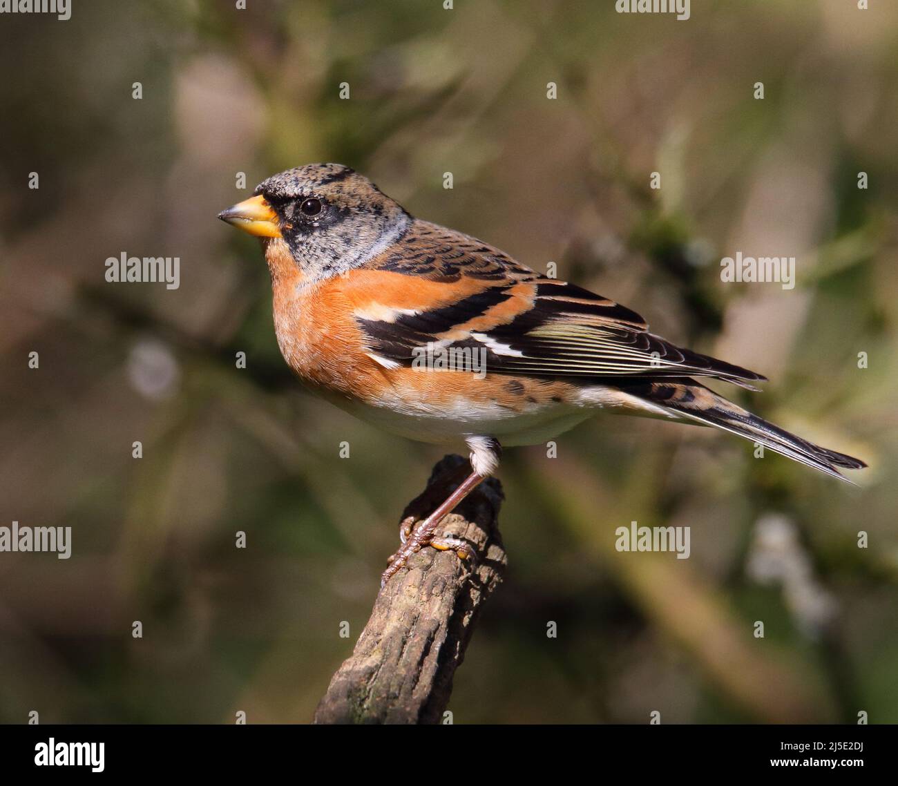 Brambling masculin, Fringilla Montifringilla, perché sur une branche. Prise à Blashford Lakes Royaume-Uni Banque D'Images