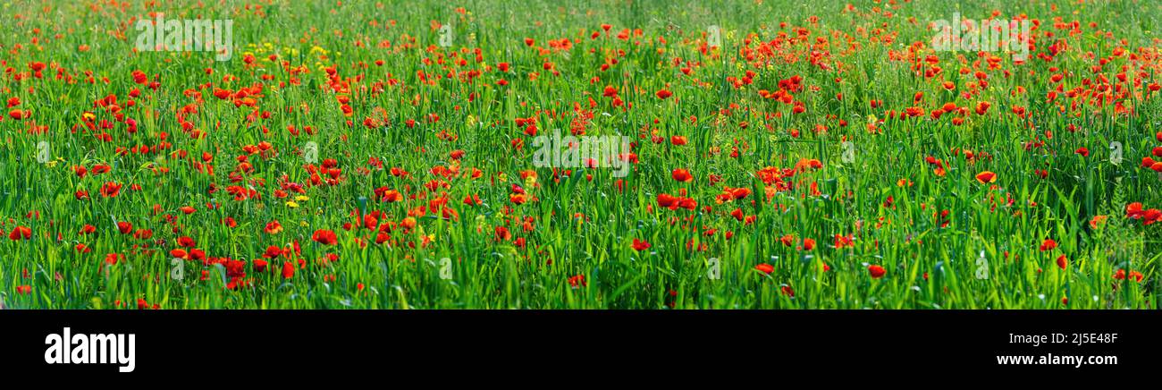 Coquelicots rouges dans le champ de blé vert panorama, couleur de fond de fleur Banque D'Images