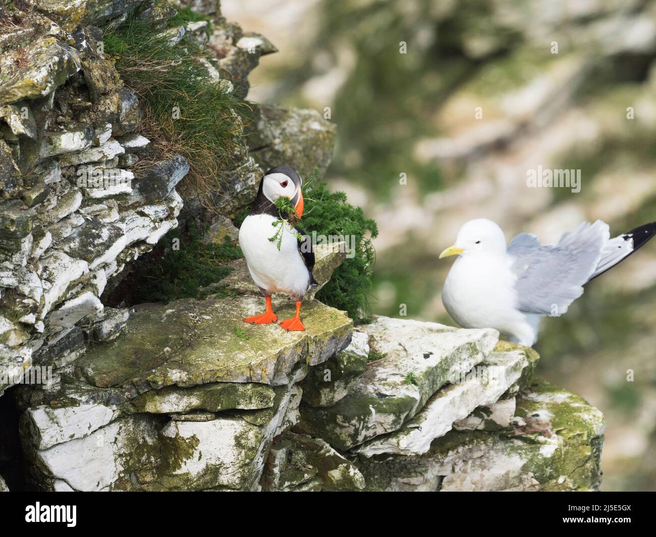 Puffin Fratercula arctica debout à l'extérieur de la terrier de nid avec bec plein de matériel de nidification frais et un kittiwake à côté. Banque D'Images