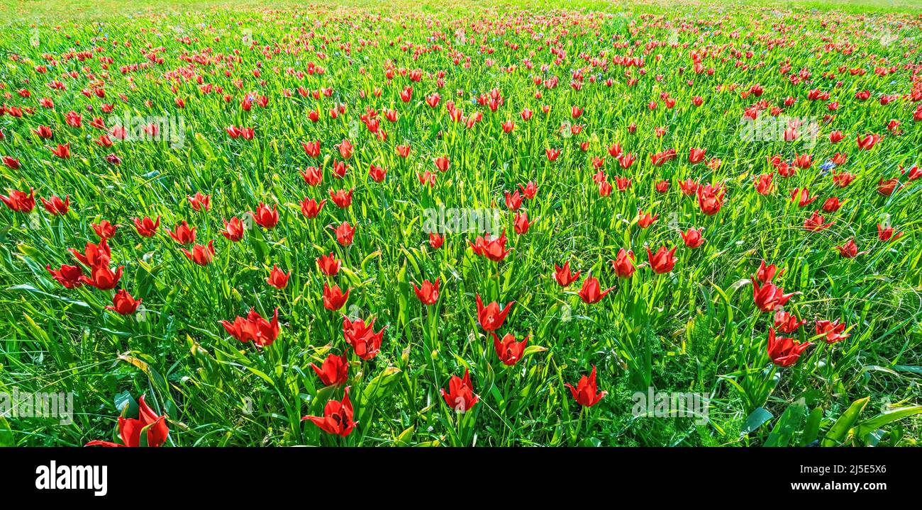 Champ de fleurs de tulipe sauvage au printemps, variété endémique de Chypre Banque D'Images