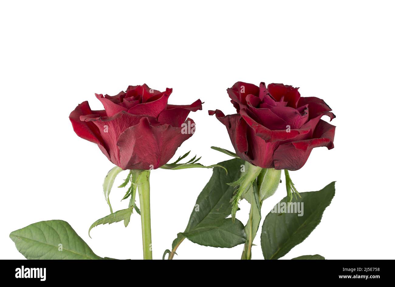 photo de belles roses sur fond Banque D'Images