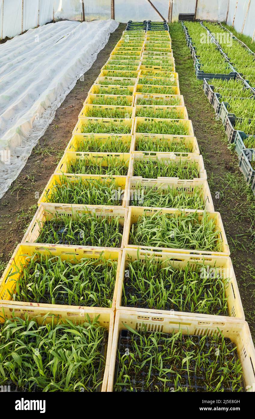 Semis de légumes biologiques en boîtes, plantation de serre. Banque D'Images