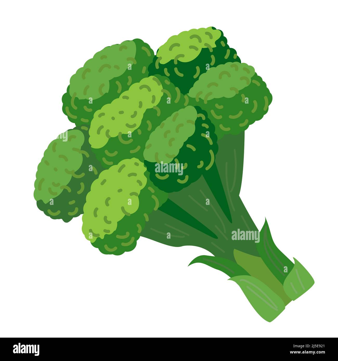 Illustration du vecteur de brocoli. Élément végétal de Broccoli vert de style dessin animé isolé sur blanc. Illustration de Vecteur