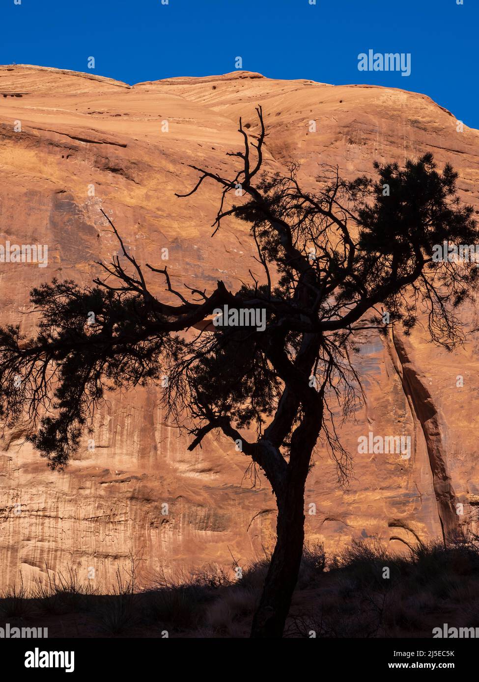 Piñon Pine, Monument Valley Tribal Park, Navajo Nation, Utah et Arizona. Banque D'Images