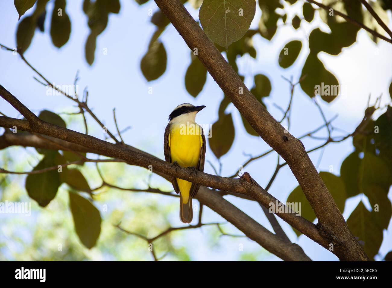 Goias, Brésil – 22 avril 2022 : oiseau perché sur la branche d'un arbre feuillu. Pitangus sulfuratus. Banque D'Images