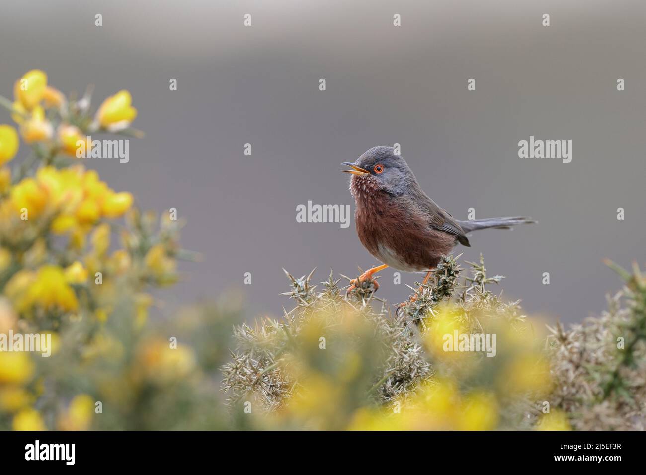 La warbler de Dartford est une warbler typique des régions plus chaudes de l'Europe occidentale et du nord-ouest de l'Afrique. Banque D'Images